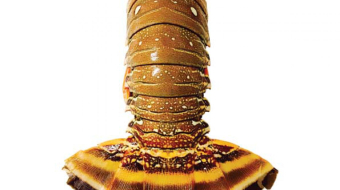 372d3c027de8b6a41dfb61169c1ec96a