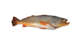 62f7b1265706f9dab68a46553f6597aa