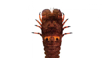 8374217be5ad5659e4dc126f5c3c2445