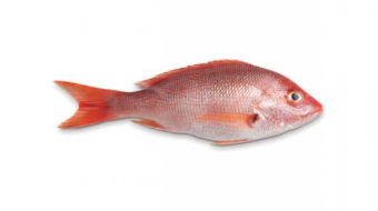 9b278cb8cd602affd100cf2a95413d4d