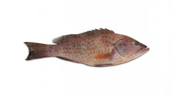 9f5245434503b6923e406bd017a1799a