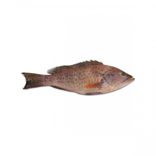 9f5245434503b6923e406bd017a1799a