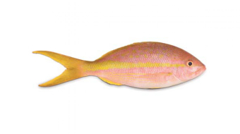 cd72181099fb08569d931c75ecd2899e