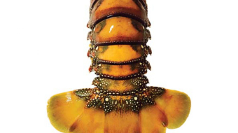 ef684da77a6b8977ccd848615c1e3369