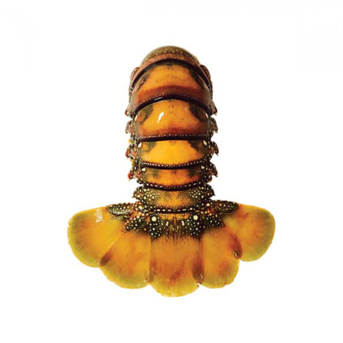 ef684da77a6b8977ccd848615c1e3369