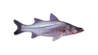 f3f04ae0c81ea3b77a788aa9a4da38b7